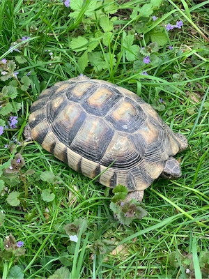 Breitrandschildkröte Testudo marginata NZ 2018