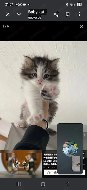 baby katze 