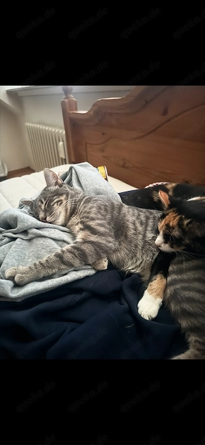 2 katzen in liebevolle hände zu vermitteln