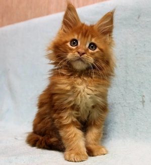 Entzückende, entwurmte Maine-Coon-Kätzchen