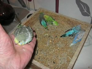 Zahme junge Wellensittiche abzugeben ,verschiedene Farben.