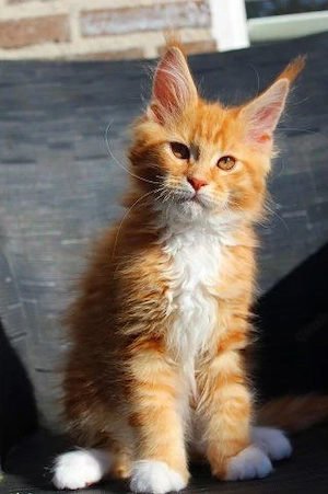 3 Monate alte Maine-Coon-Kätzchen