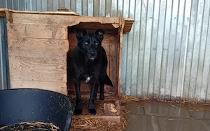 Jungspund Baku wartet auf seinen Start ins Glück