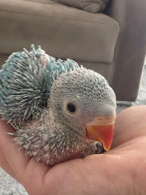 Halsbandsittiche junge