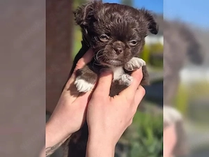 Süße Chihuahua Welpen suchen ab sofort ein neues Zuhause