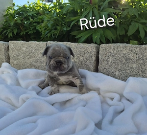 Französische bulldogge welpen