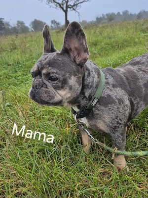 Französische bulldogge welpen