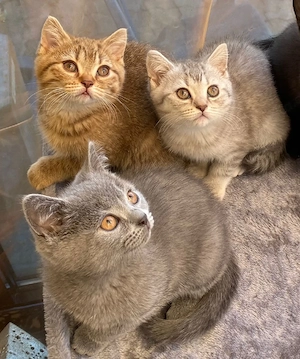 Abholbereite Britisch Kurzhaar kitten  3 frei 