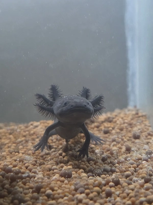 Axolotl Jungtiere