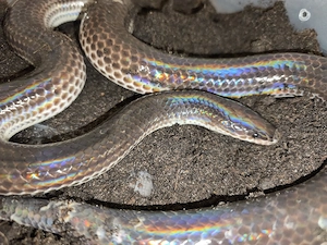 Xenopeltis Unicolor 0.1