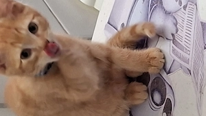 süßer kater sucht ein liebesvolles Zuhause 