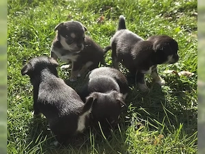 Gut sozialisierte Chihuahua-Welpen   Perfekte Begleithunde