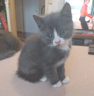 BKH Männchen  Bild 3