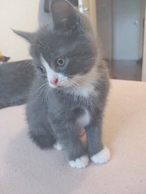 BKH Männchen  Bild 4