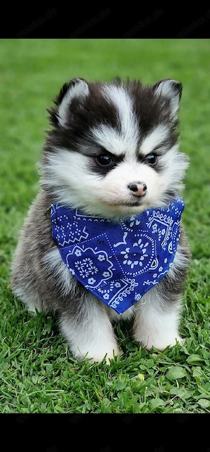Pomsky F2 Micro & Toy Puppengesicht Bärchentyp Wollycoat 