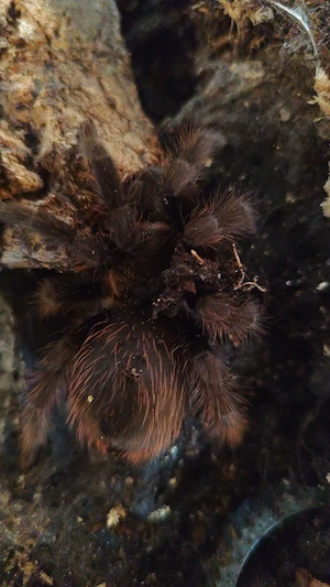 Brachypelma angustum 0.1 adult 