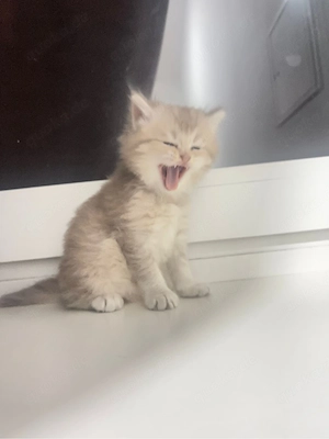 Süßer Kater sucht liebevolles Zuhause   