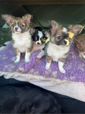 Wunderschöne Chihuahua Welpen 