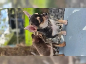 Süße Chihuahua Welpen suchen ab sofort ein neues Zuhause . Bei der 