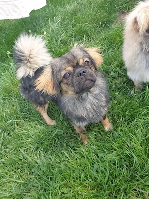 Kesse Wuschelmaus sucht