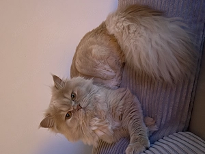 Kater sehr dringend abzugeben