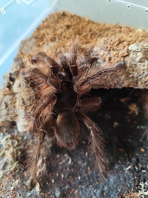 Theraphosa blondi 1.0