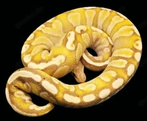 Königspython Banana Phantom GHI 