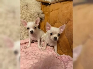 Die Welpen sind aktuell 7 Wochen alt und bei Auszug altersgerecht