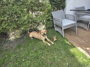 Super lieber Labradormix Rüde 