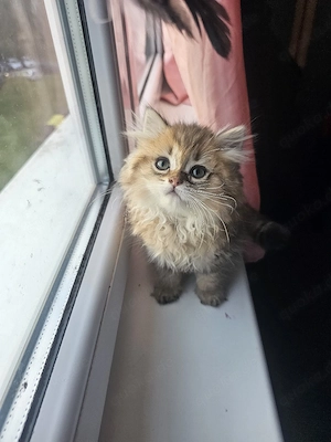 britsch langhaare kater