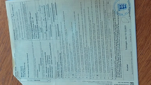 Griechische Landschildkröte 