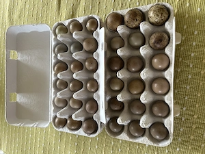 Bruteier chinesische Zwergwachteln 100 Stück 