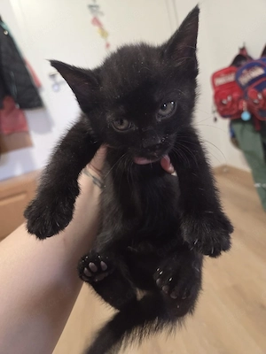 2 seltene Bombay Kätzchen beides Mädchen suchte ab Juni neues Zuhause Bild 3