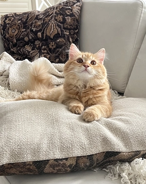 wunderhübsche Katze Lina sucht eine liebevolle Familie