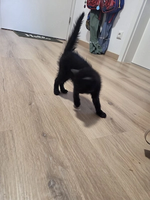 2 seltene Bombay Kätzchen beides Mädchen suchte ab Juni neues Zuhause Bild 4