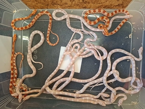 Kornnattern Nz25 1.1