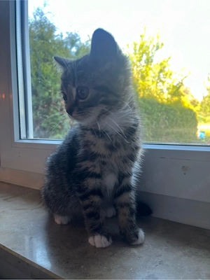 Baby katzen zu verkaufen 