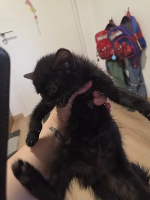 2 seltene Bombay Kätzchen beides Mädchen suchte ab Juni neues Zuhause Bild 2