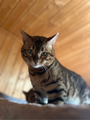 Bengal Katzen 