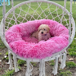 Maltipoo Welpen     Bild 5