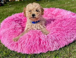 Maltipoo Welpen     Bild 4