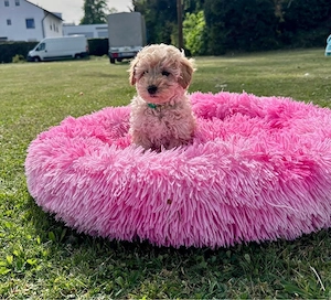 Maltipoo Welpen     Bild 3