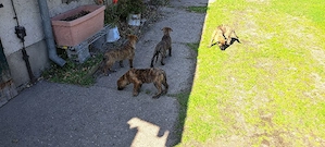 Verkaufe Mischlingswelpen. 