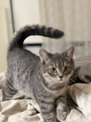 Unsere süße Kater in Berlin sucht neues Zuhause 