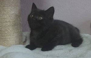 BKH Kitten mit EU Pass Anfang Mai abzugeben !!