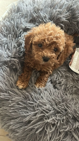 Toy zwergpudel Welpen 