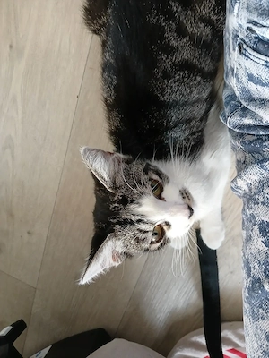 2 Katzen suchen ein schönes Zuhause  Bild 2