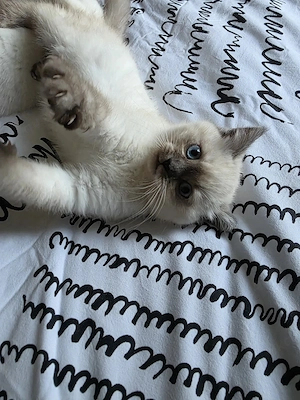Weibliche baby katze zu verkaufen