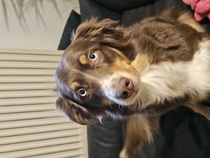 Australien Shepard Hündin 