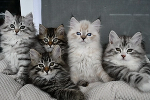 Siberischen Katzenbabys mit Stammbaum 
